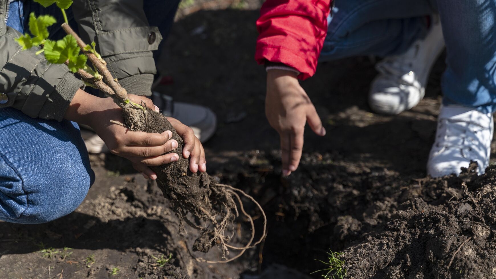 A farm worker planting seedlings in a field