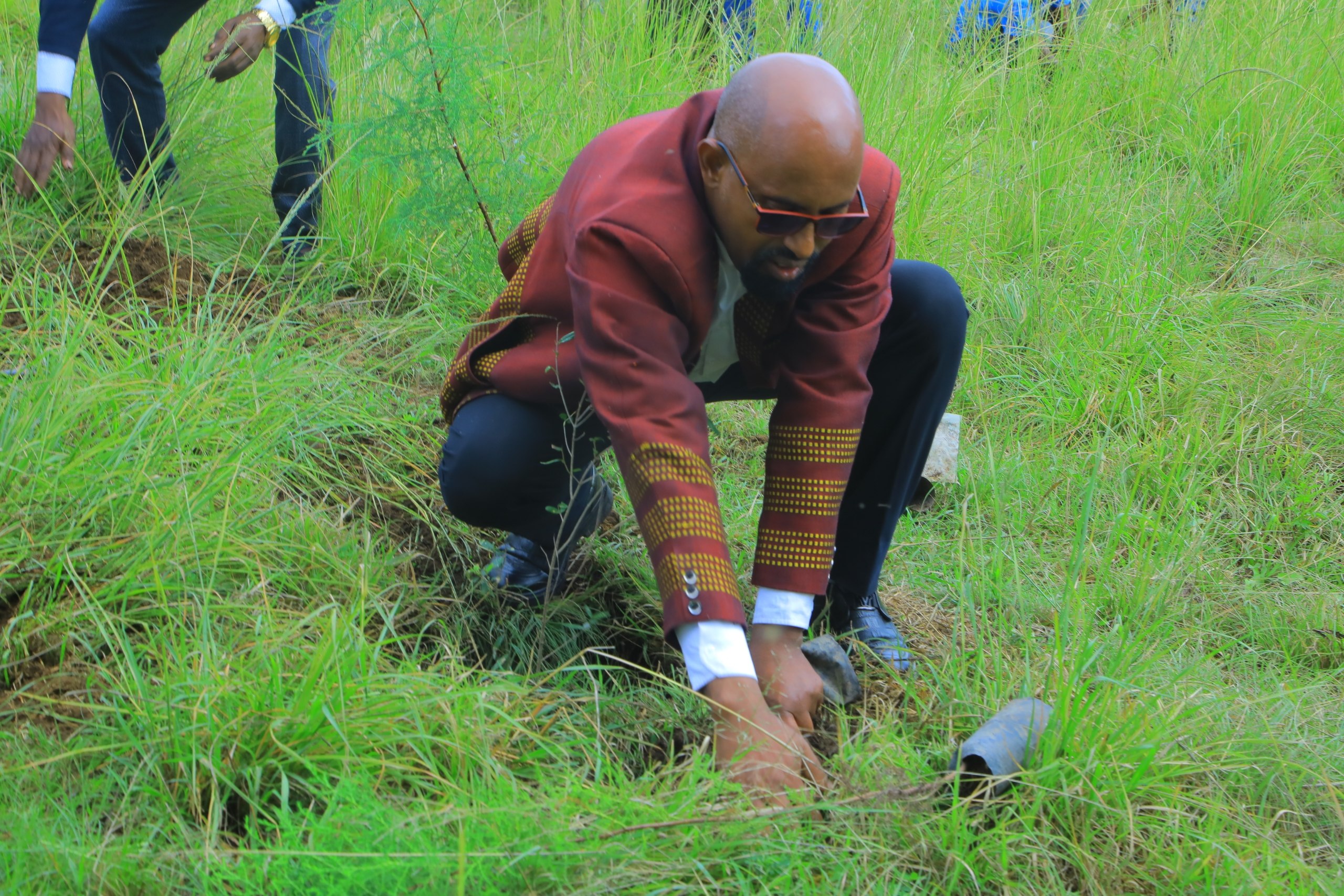A guest planting a tree seedling in grassland